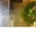FreshwaterFishOwners