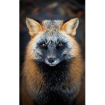 •Fluffy Foxes•