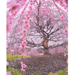 Sakura Friendship
