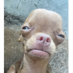 Chihuahuas for lifeee