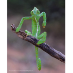 Chameleons=)