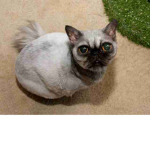 pug is a cat