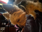 I <3 dogss