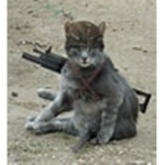 Cats United?