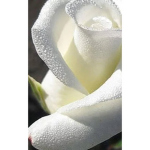 The Sugared Rose's