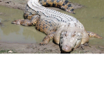The crocodileseatyou Cult.