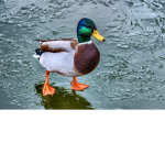 The fluffy ducks