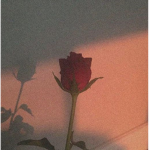 Ｈｏｓｈｉｍｉ Ａｅｓｔｈｅｔｉｃ
