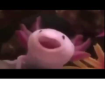 Epic Axolotl Group
