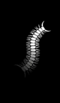 Worm む