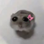 Hamster Obbies