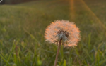 THE DANDYDANDELION GYMNASTICS ACADEMY