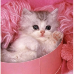 Молчиa