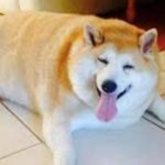 DogeDoge-TEAM