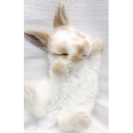 Kawaii bunny for life
