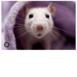 ~“ rats “~