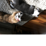 Poops groupswewewewe