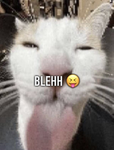 Bleh Cat Gang