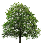 Bloxville Community Group