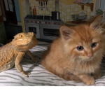 Bearded dragon vibe club