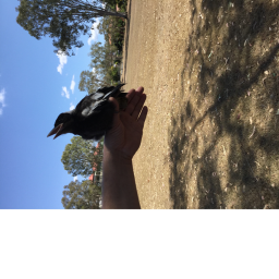 MAGPIE OBBY!