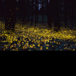 Fireflies [Showcase]