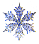 ~SnowflakeClan~