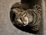 The kitten cat 234
