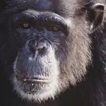 Clan of Monkeys