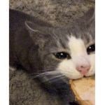 kittymowmow