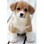 Puppy squad YT