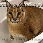 Floppa Airlines
