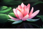 Flower GFX