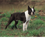 Cute Boston Terrier Group