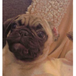 THE PUGG SQUAD