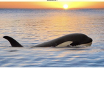 FREE THE ORCAS~!