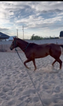 Rodeo Reins