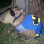 The Capybaros