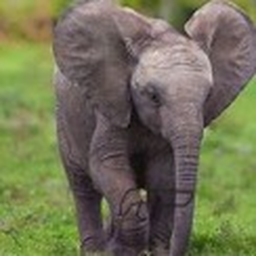 Elephant Game (Alpha)