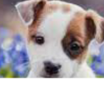 Only join if you love love love dogs and puppy’s