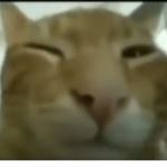 Keeping up with the swag cat