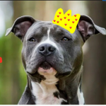 Pitbull Dog Luvers