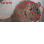 Rats are dumb