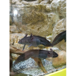 All About Axolotl's!