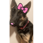 Cinnamonrollsophia
