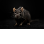 super rats united