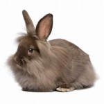The Bunny Association of Roblox
