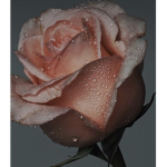 izzy_rose fam