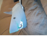 SHARKS ARE THE BEST ANIMAL