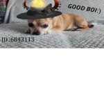 GOOD BOI:)